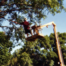 CN'R Lawn N' Landscape - Tree Pruning and Removal