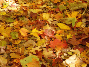 CN'R Lawn N' Landscape - Fall Leaves -  Lawn Clean Up