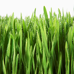 CN'R Lawn N' Landscape - Weekly Grass Lawn Mowing