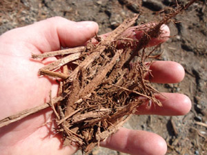 Forest Brown Mulch