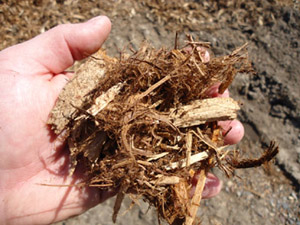MN Northern White Cedar - Natural Mulch