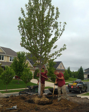 CN'R Lawn N' Landscape - Shrub N' Tree N' Perennial  Planting Service