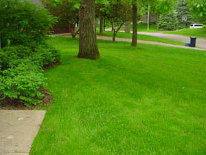 CN'R Lawn N' Landscape - Lawn Seeding - Grass Seed