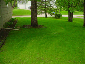 CN'R Lawn N' Landscape - Lawn Seeding - Grass Seed